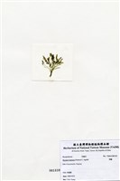 藏品(羽藻)的圖片